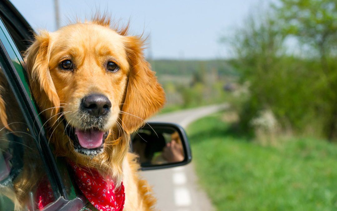 Chien en vacances avec la voiture