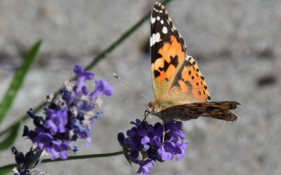Bijen en vlinders in uw tuin !
