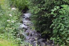 Ruisseau vers la Warche carré