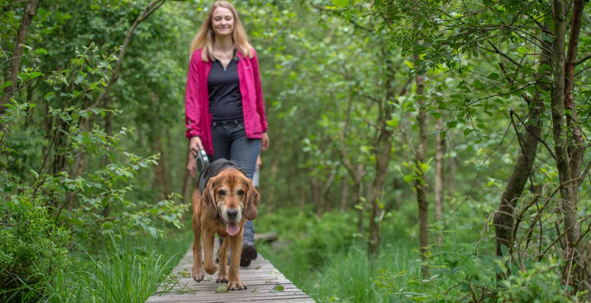 En promenade avec votre chien