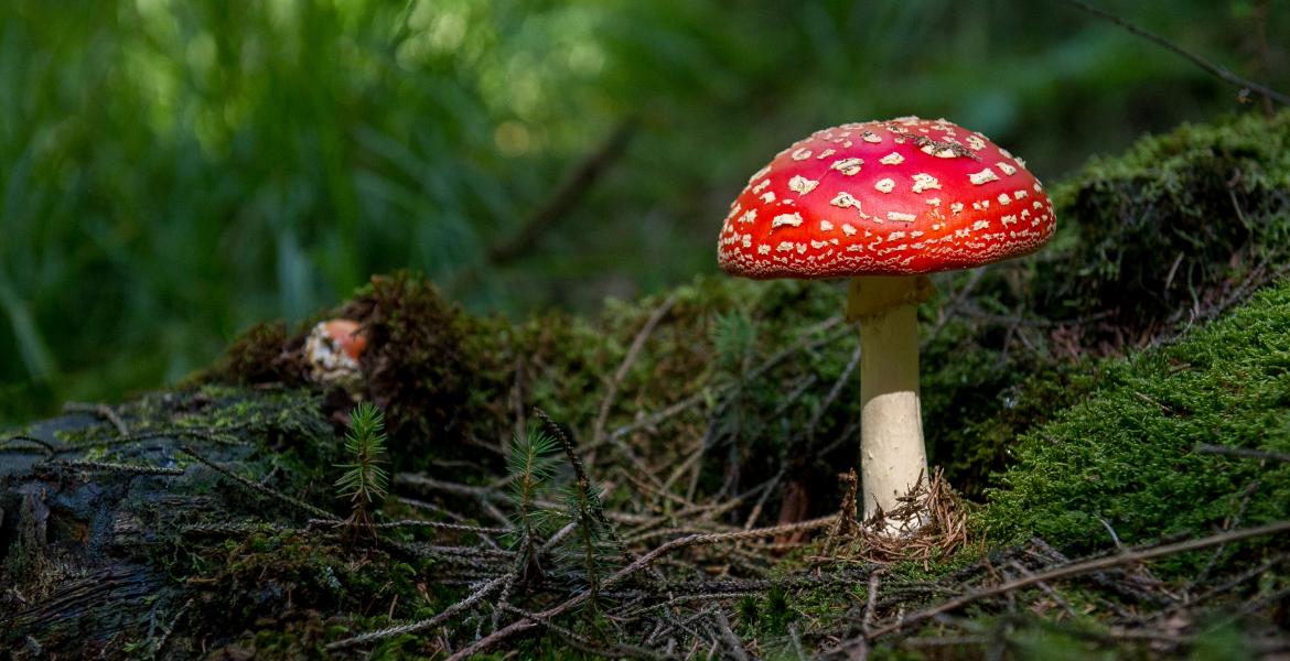 Comment partir à la découverte des champignons en Ardenne ?