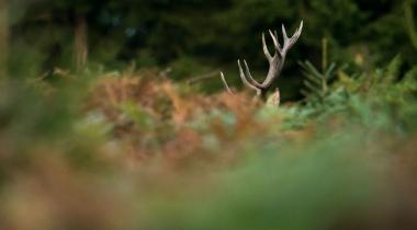 Le brame du cerf : un spectacle unique dans la forêt ardennaise