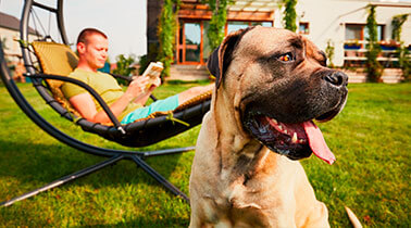  Vakantiehuizen     met hond 