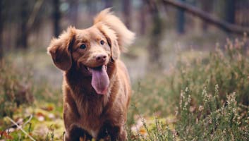  Wandelingen met de  hond 