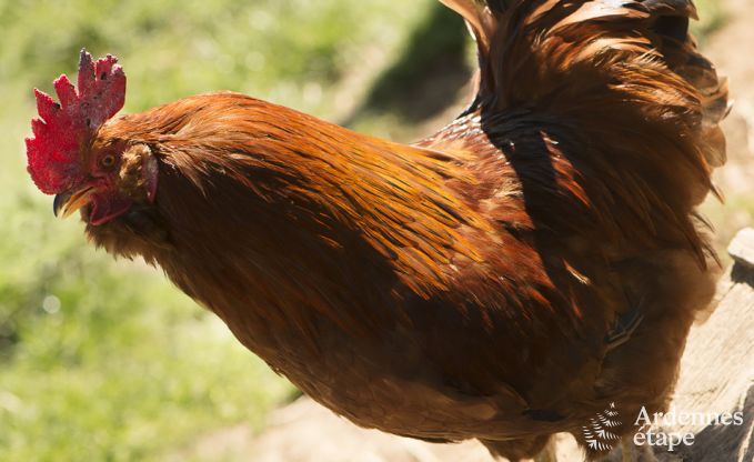 Vakantiehuis in Amel voor 12 personen in de Ardennen
