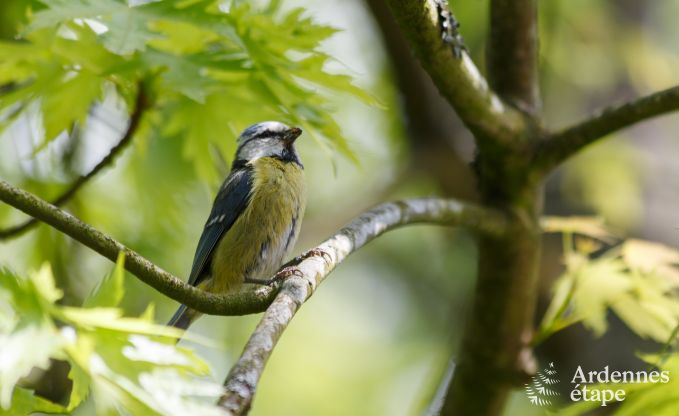 Kasteel in Beauraing voor 6 personen in de Ardennen