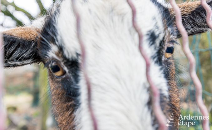 Vakantiehuis in Bi�vre voor 7 personen in de Ardennen