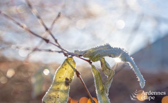 Vakantiehuis in Ciergnon voor 4 personen in de Ardennen