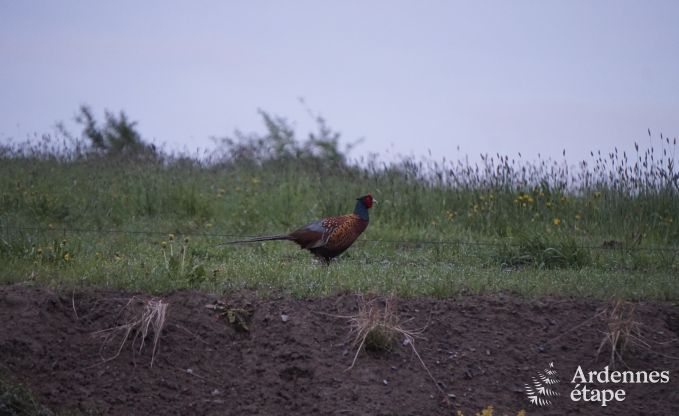 Cottage in Couvin voor 6 personen in de Ardennen
