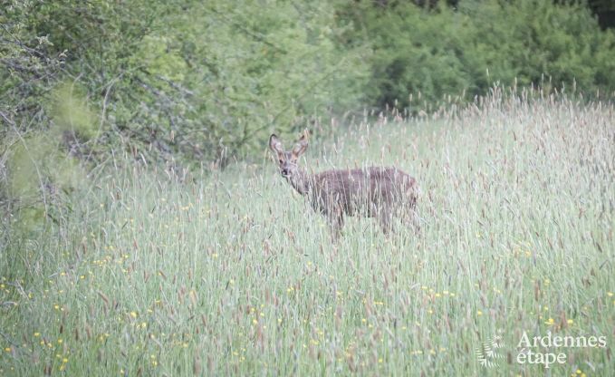 Cottage in Couvin voor 8 personen in de Ardennen