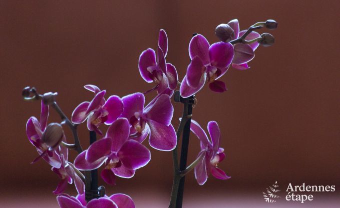 Luxe villa in Durbuy voor 15 personen in de Ardennen