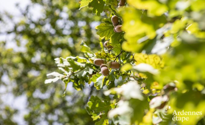 Vakantiehuis in Durbuy voor 9 personen in de Ardennen