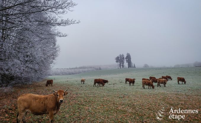Vakantiehuis in Florenville voor 29/31 personen in de Ardennen