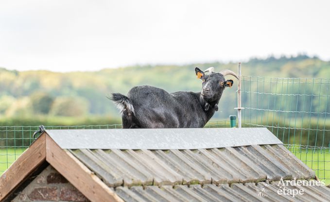 Vakantiehuis in Fourons voor 10 personen in de Ardennen