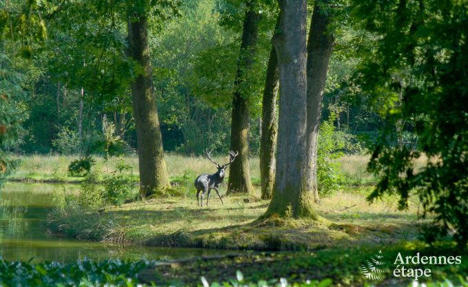 Luxe villa in Gedinne voor 18 personen in de Ardennen