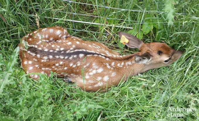 Vakantiehuis in Gesves voor 8 personen in de Ardennen