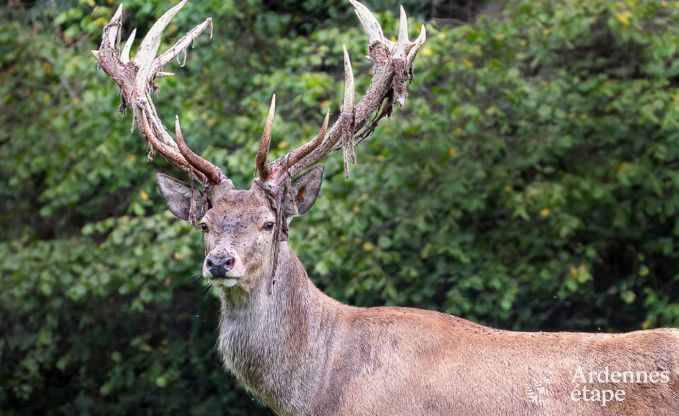 Vakantiehuis in Gesves voor 8 personen in de Ardennen