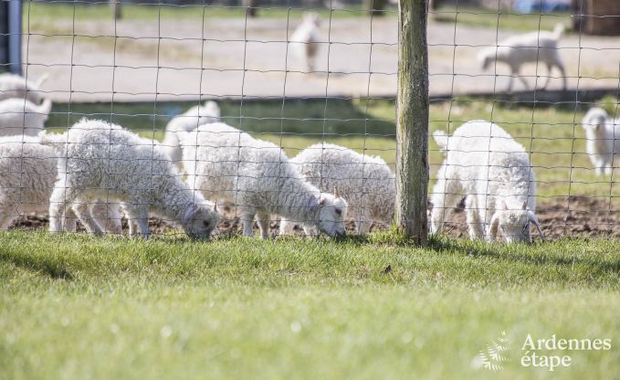 Vakantiehuis in Gouvy voor 9 personen in de Ardennen
