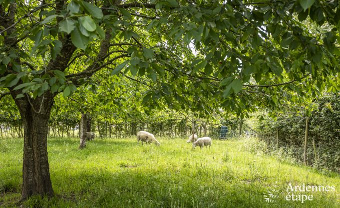 Cottage in Hombourg voor 16 personen in de Ardennen