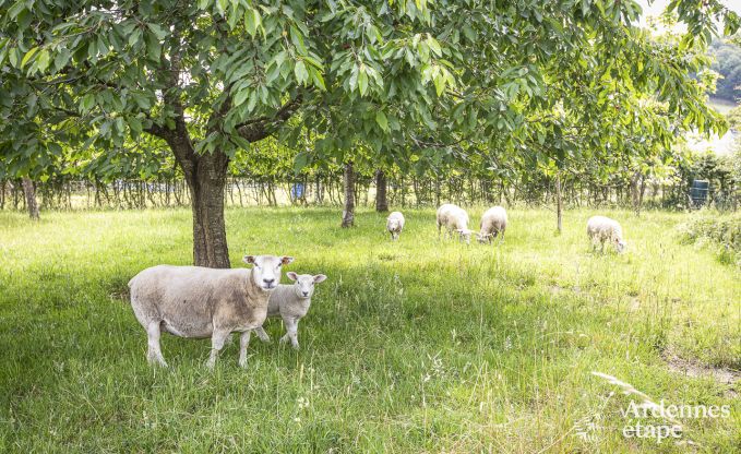 Cottage in Hombourg voor 16 personen in de Ardennen