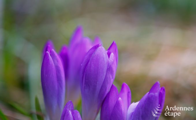 Vakantiehuis in La Roche-En-Ardenne voor 3 personen in de Ardennen