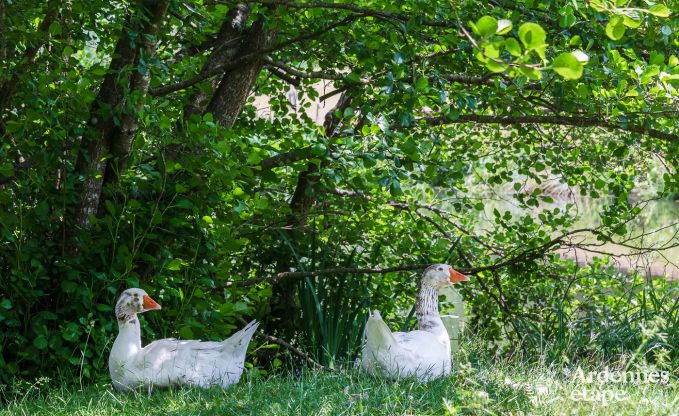 Vakantiehuis in La Roche-En-Ardenne voor 15 personen in de Ardennen