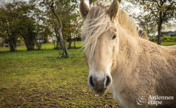 Luxe villa voor 15 personen in Rendeux in de Ardennen