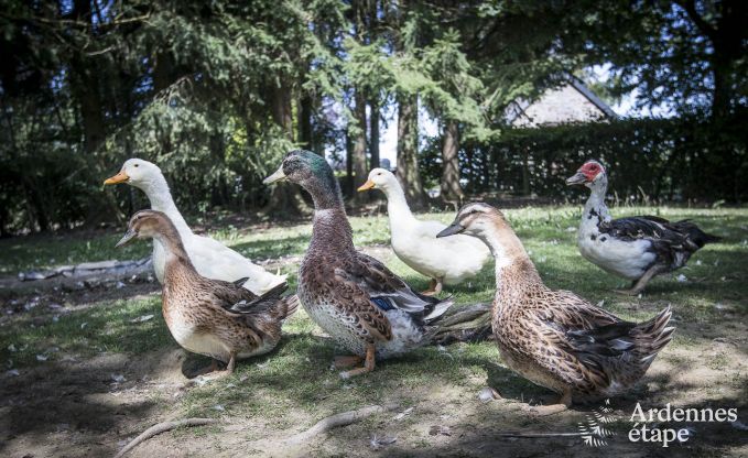 Vakantiehuis in La Roche voor 11/12 personen in de Ardennen