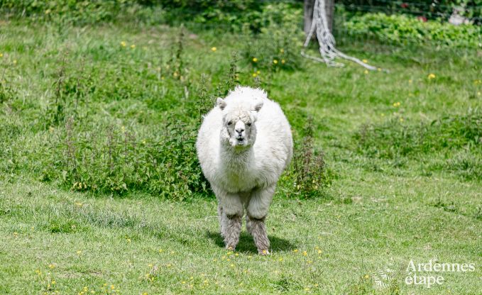 Vakantiehuis in Manhay voor 4 personen in de Ardennen