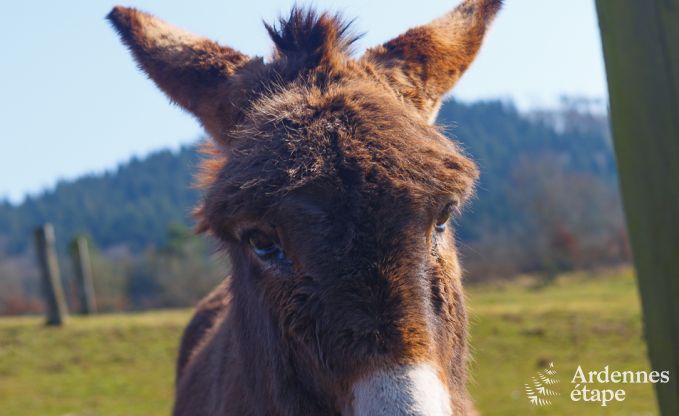 Luxe villa in Marche-en-Famenne voor 22 personen in de Ardennen