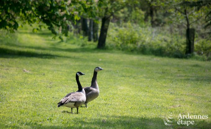 Romantische chalet aan het water voor 2 personen in Momignies