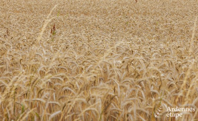 Vakantiehuis in Nandrin voor 8 personen in de Ardennen