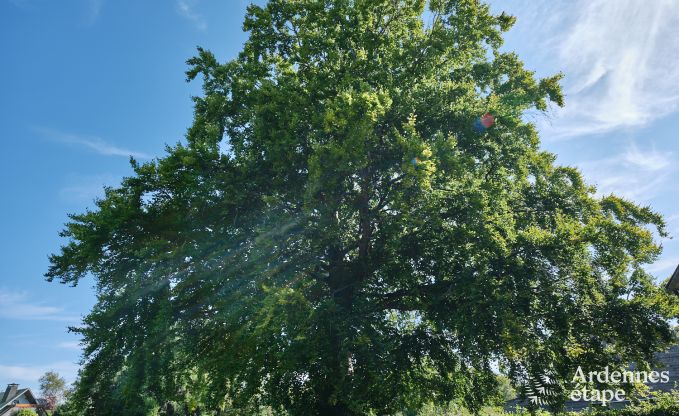 Ruim en modern natuurstenen vakantiehuis in Ovifat, Hoge Venen