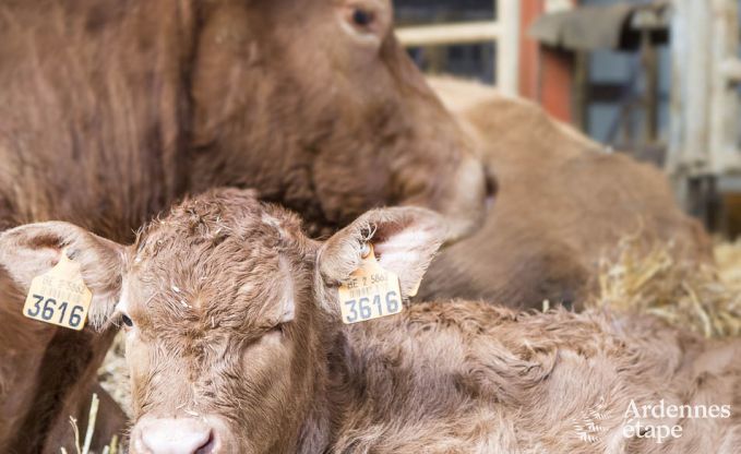 Vakantiehuis in Paliseul voor 4 personen in de Ardennen