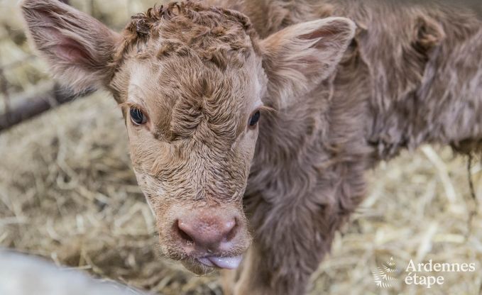 Vakantiehuis in Paliseul voor 4 personen in de Ardennen