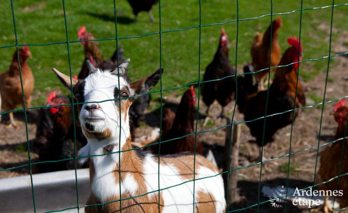 Vakantie op de boerderij in Plombi�res voor 4 personen in de Ardennen