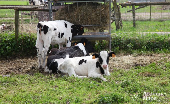 Vakantiehuis in Plombires voor 12 personen in de Ardennen