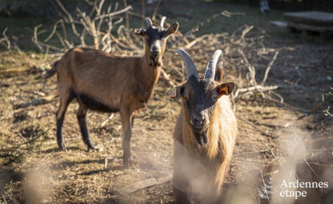 Vakantiehuis in Raeren voor 16 personen in de Ardennen
