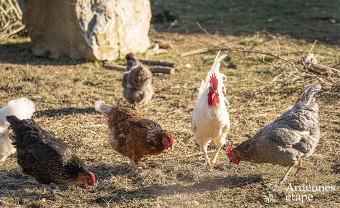 Vakantiehuis in Raeren voor 16 personen in de Ardennen