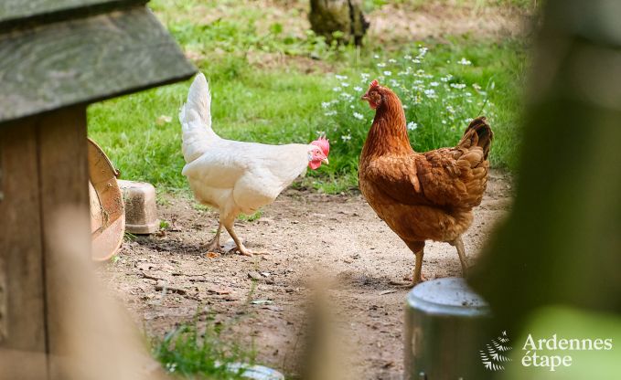 Gezellig cottage voor 4 personen in Redu met tankuzzi (hottub), overdekt terras en privtuin