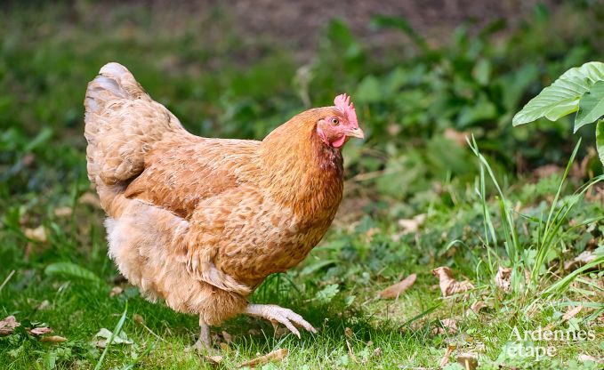 Gezellig cottage voor 4 personen in Redu met tankuzzi (hottub), overdekt terras en privtuin