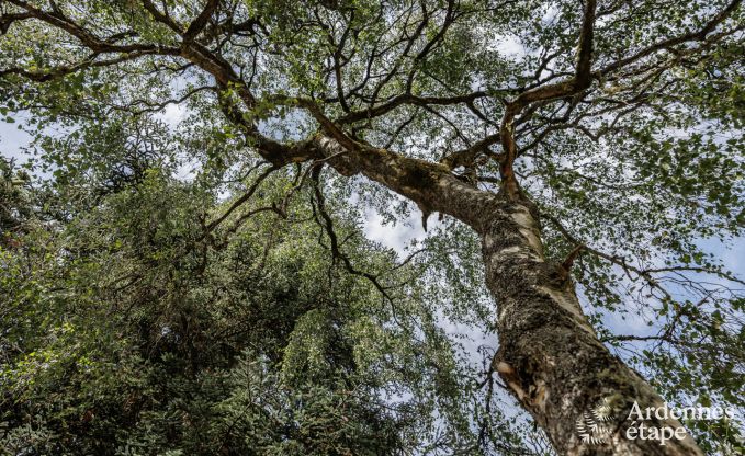 Cottage in Redu, Ardennen, 7 slaapkamers, 6 badkamers, 15 personen, noords bad, biljart, privé tuin, terras, oplaadpunt voor elektrische auto's