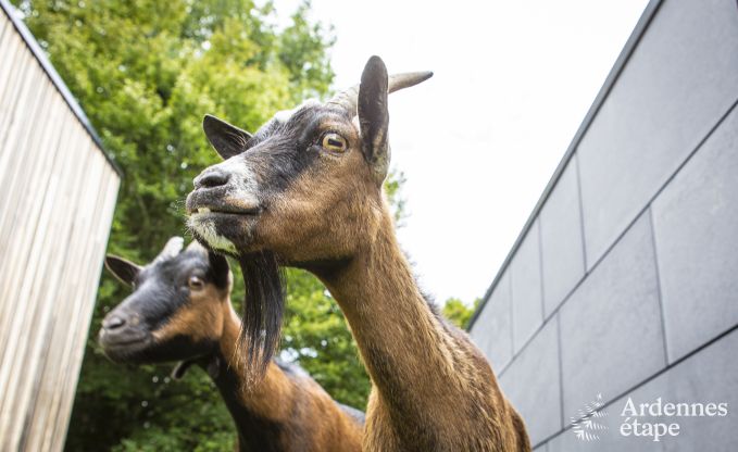 Luxe villa in Rendeux voor 8 personen in de Ardennen