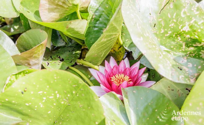 Luxe villa in Rochefort voor 20 personen in de Ardennen