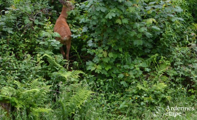 Vakantiehuis in Saint-Hubert voor 4 personen in de Ardennen