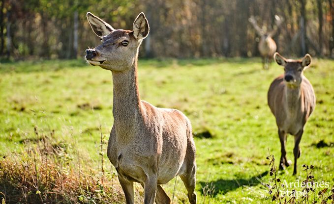 Vakantiewoning in Saint-Hubert: comfortabele accommodatie voor 6 personen met sauna, speelkamer en priv�tuin in de Ardennen