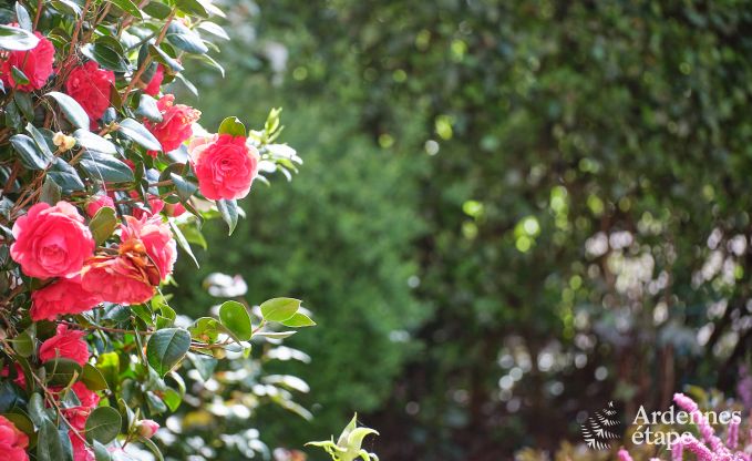 Charmant vakantieverblijf in het bijgebouw van een kasteel  in Sars-la-Bruyre, Ardennen