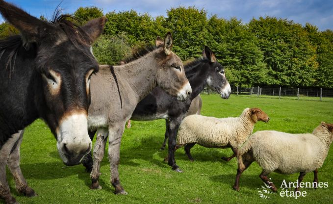 Vakantiehuis in Sourbrodt voor 6 personen in de Ardennen
