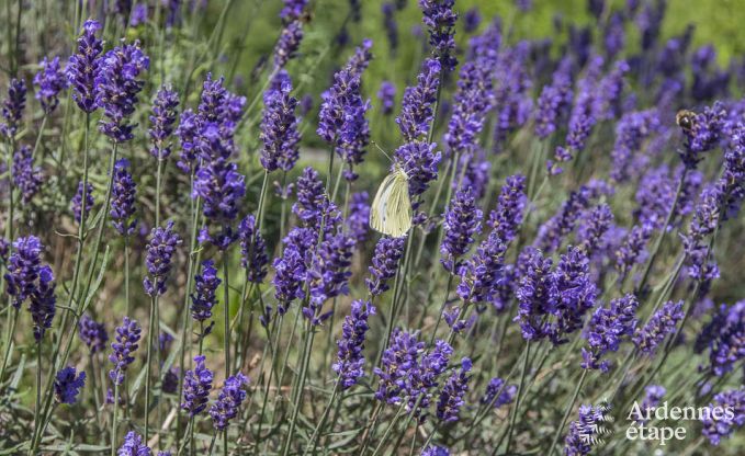 Luxe villa in Spa voor 13/14 personen in de Ardennen