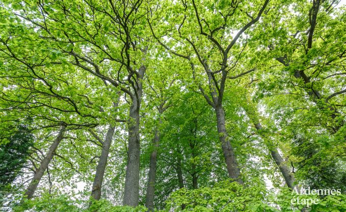 Vakantiehuis in Spa voor 15 personen in de Ardennen